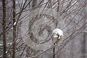 Snow covered beehive hanging from a tree