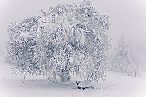 Snow-covered bench under snowy frozen tree in icy cold and foggy winter nature