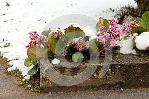 Snow covered Bergenia or Elephant eared saxifrage flowering plant with bunch of blooming and dried pink flowers next to concrete