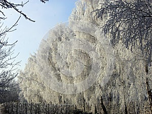 Snow covered birch alley