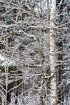 Snow-covered birch branches closeup in winter forest