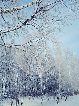 Snow-covered birch branches