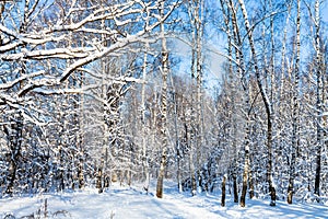 snow-covered birch grove in forest in sunny day