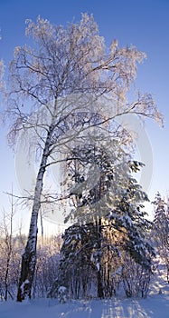 Snow-covered birch and pine in a frosty fairy-tale forest