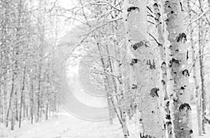Snow covered birch trees