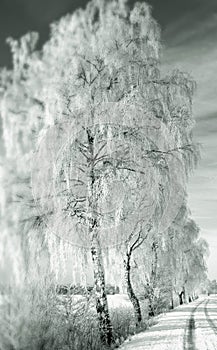 Snow covered Birch trees