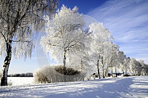 La nieve cubierto abedul árboles 