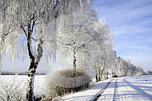 La nieve cubierto abedul árboles 