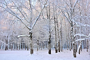 Snow covered birch trees.City park in Lithuania