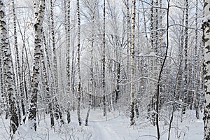 Snow-covered birch trees after heavy snowfall in a winter forest. The trees in the park are covered with snow. Snow-covered pine