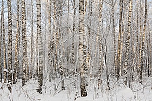 Snow-covered birch trees after heavy snowfall in a winter forest. The trees in the park are covered with snow. Snow-covered pine