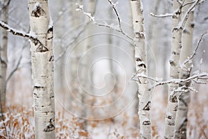 snow covered birch trees in the winter