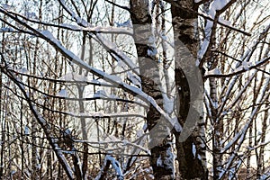 Snow covered birch trees in a winter forest