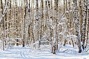 Snow covered birch trees in a winter forest