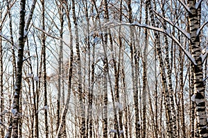 Snow covered birch trees in a winter forest