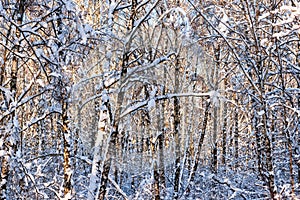 Snow covered birch trees in a winter forest