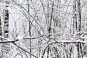 snow-covered black branches of trees in forest