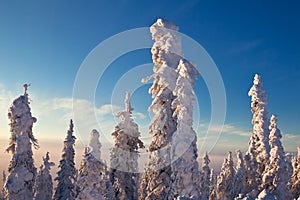 Snow Covered Black Spruce at Sunrise