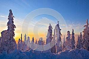 Snow Covered Black Spruce at Sunrise