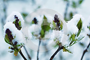 Snow covered blooming lilac