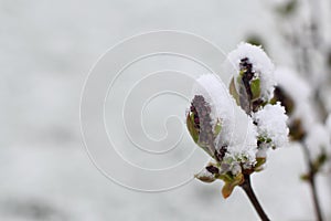 Snow covered blooming lilac