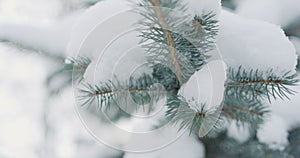 Snow covered blue spruce twigs on a winter day