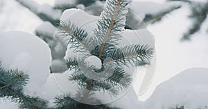 Snow covered blue spruce twigs on a winter day