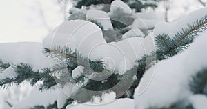 Snow covered blue spruce twigs on a winter day