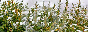 Snow-covered boxwood bush with green leaves, boxwood in winter