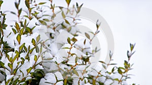 Snow-covered boxwood bush with green leaves, boxwood in winter