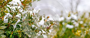 Snow-covered boxwood bush with green leaves, boxwood in winter