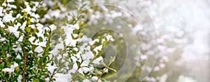Snow-covered boxwood bush with green leaves, boxwood in winter