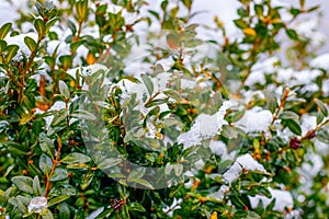 Snow-covered boxwood bush with green leaves, boxwood in winter