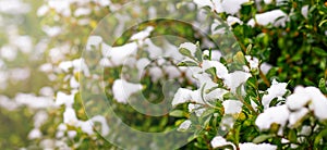 Snow-covered boxwood bush with green leaves, boxwood in winter