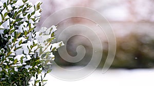 Snow-covered boxwood bush with green leaves, boxwood in winter with free space for text