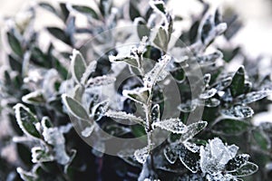 Snow covered boxwood leaves close up and copy space. Winter frost and snowflakes close-up on nature, textural background