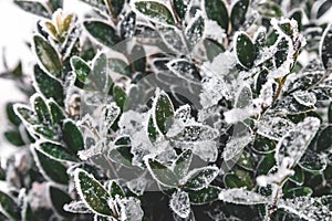 Snow covered boxwood leaves close up and copy space. Winter frost and snowflakes close-up on nature, textural background