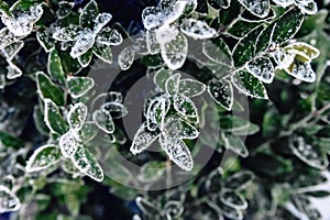 Snow covered boxwood leaves close up and copy space. Winter frost and snowflakes close-up on nature, textural background