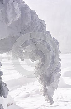 Snow covered branch bending from the weight