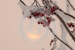 Snow-covered branch of mountain ash covered with snow on a light background. Red rowan berries are covered with fluffy snow.