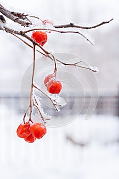 Snow-covered branch of mountain ash with red berries on white wi