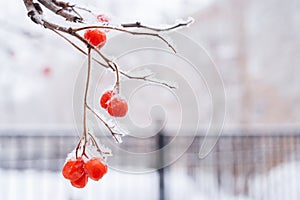 Snow-covered branch of mountain ash with red berries on white wi