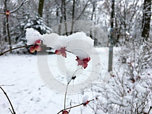 Snow covered branch with red berries in Public Park Hasenheide in Berlin in winter. Macro shot with blurred background