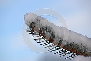 Snow-covered branch of silver spruce. Blue sky background. Detail of a snowy tree branch