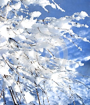 La nieve cubierto rama en el invierno 