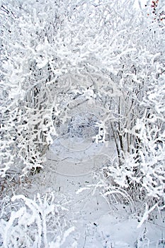 Snow covered branches