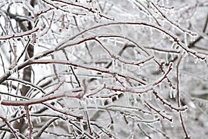 Snow covered branches