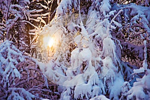 Snow Covered Branches and Backlight photo