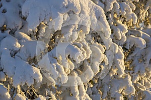 Snow covered branches in beautiful winter light