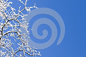 Snow Covered Branches Blue Sky